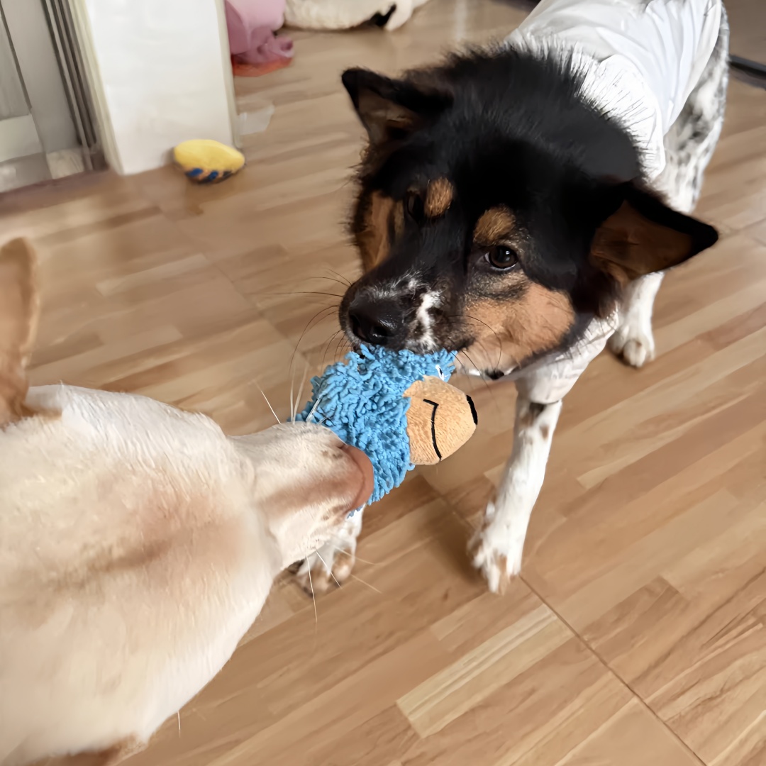 Yellow Blue Dog Mop Plush Soft Dog Chewy Squeaky Custom Pet Toys