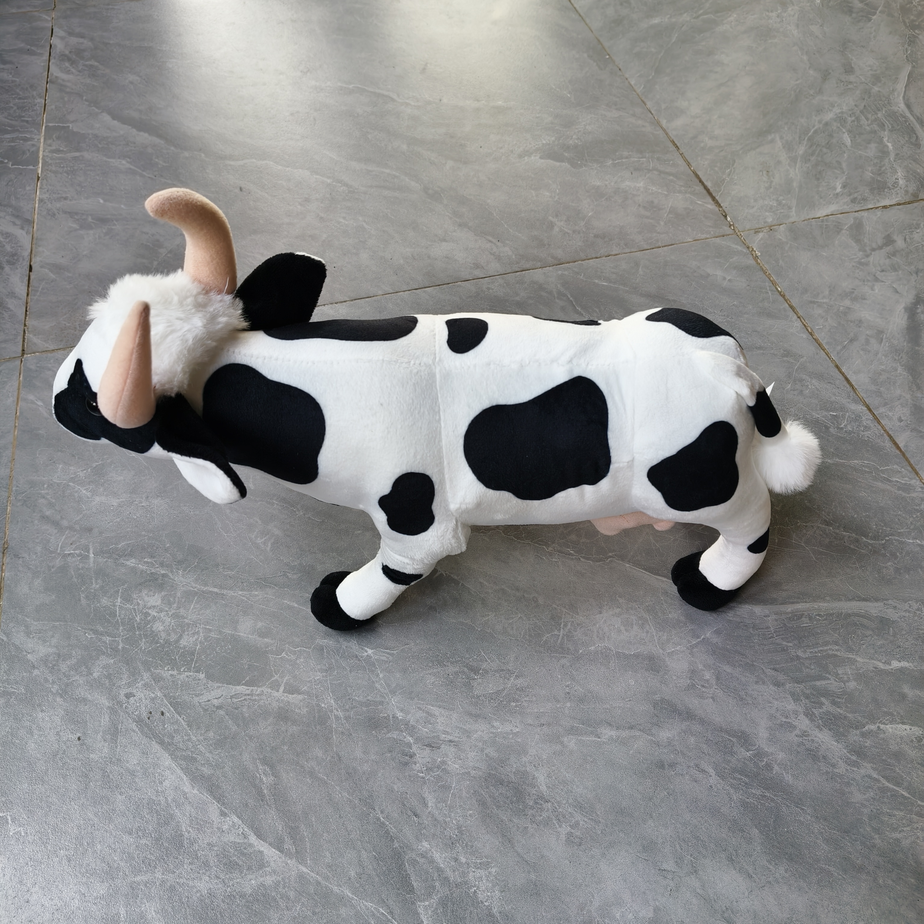Cow real photos (4)