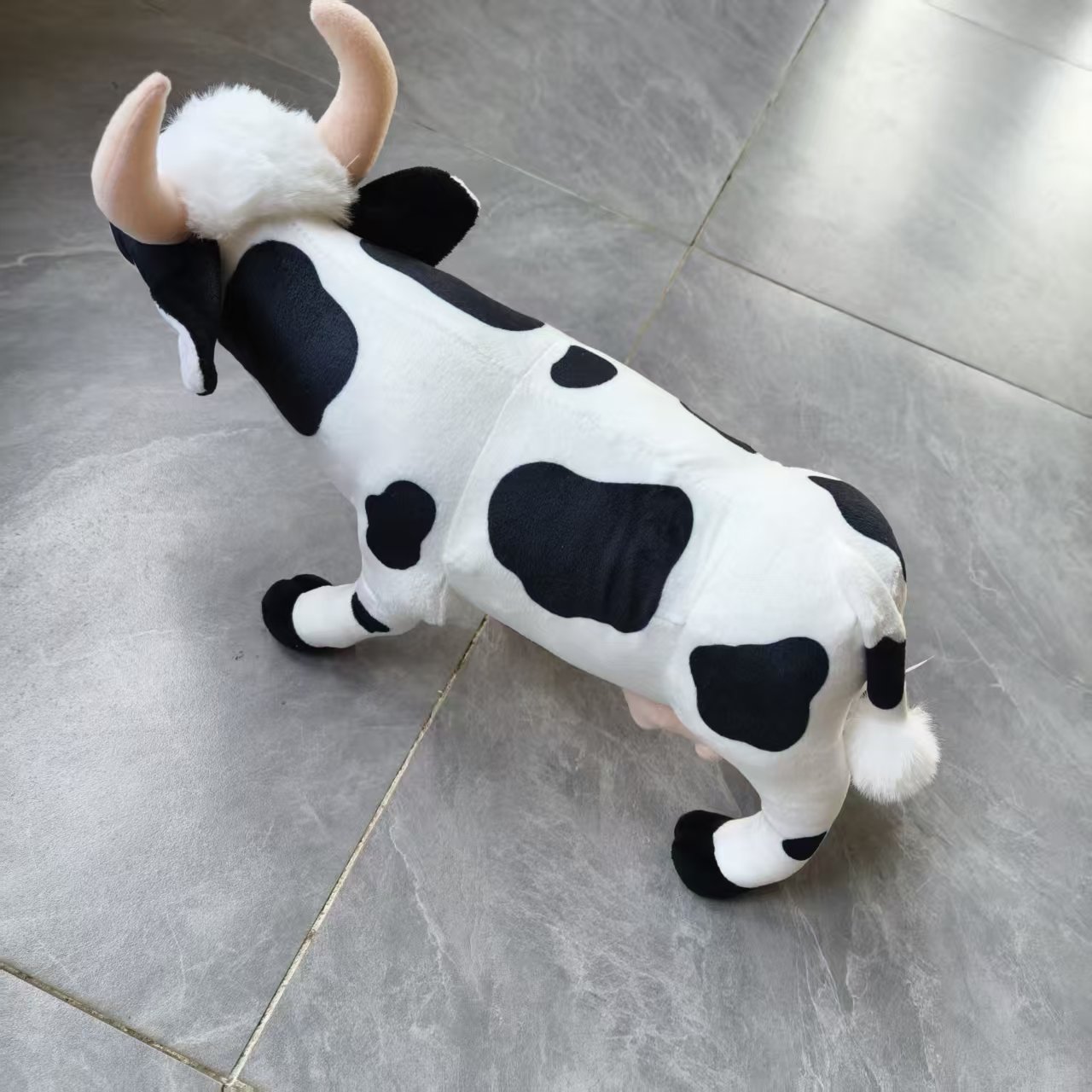 Cow real photos (5)