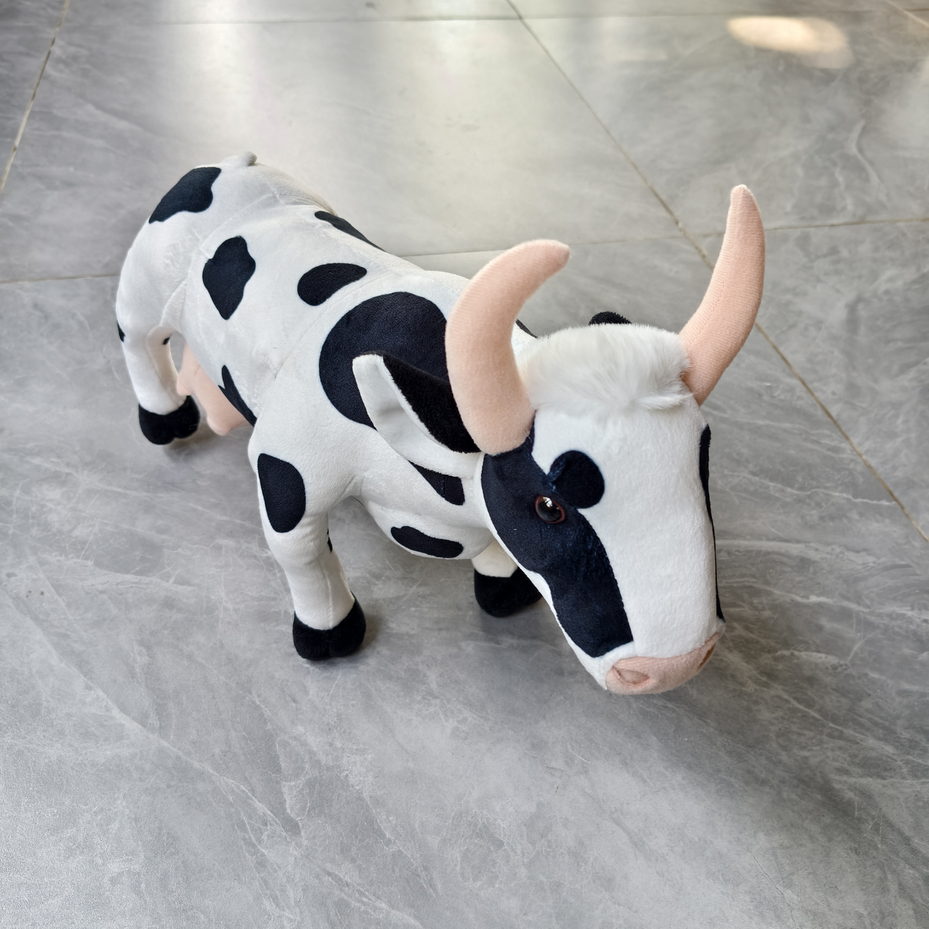 Cow real photos (3)